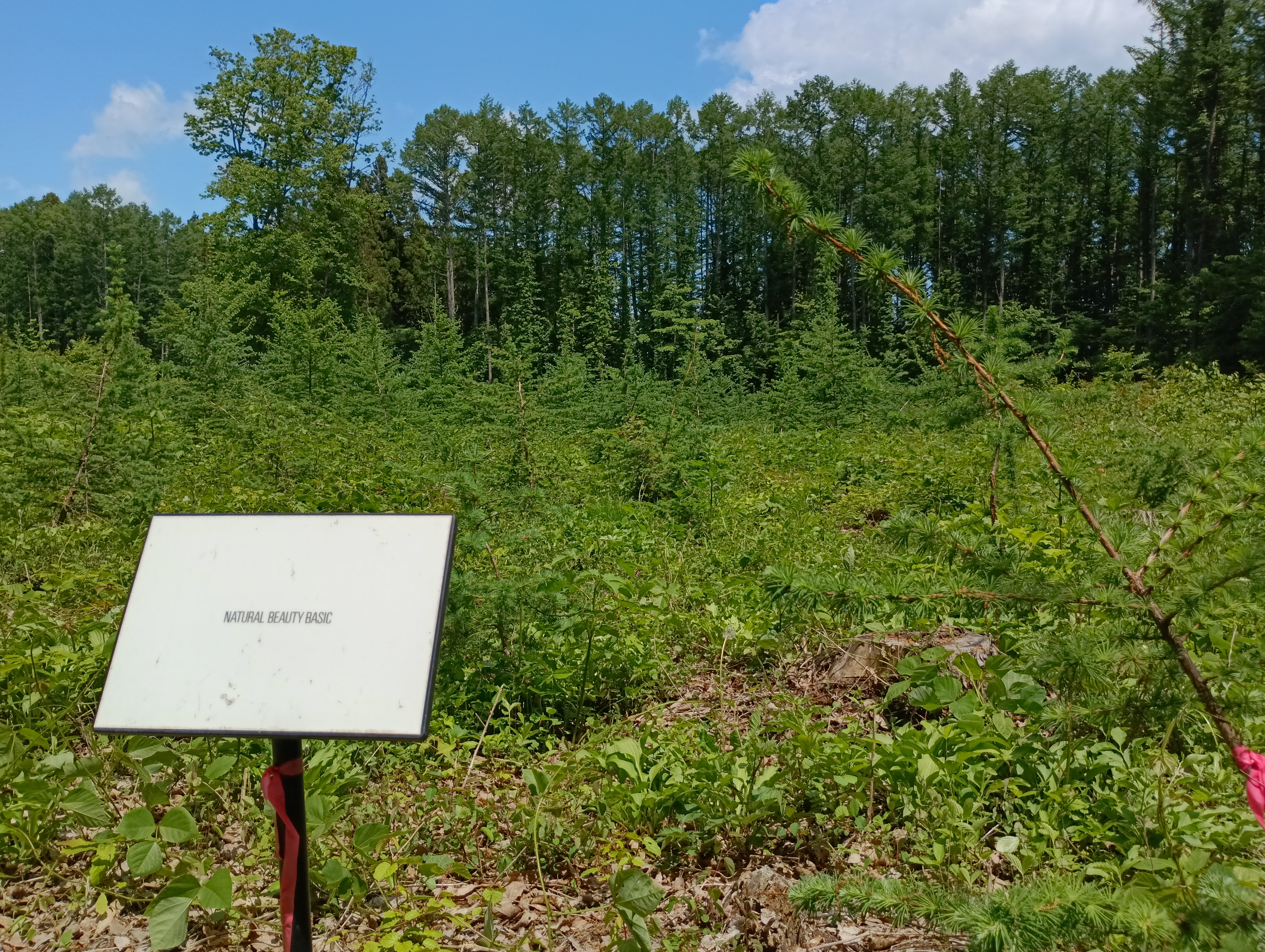 NATURAL BEAUTY BASIC_2025_2.JPG